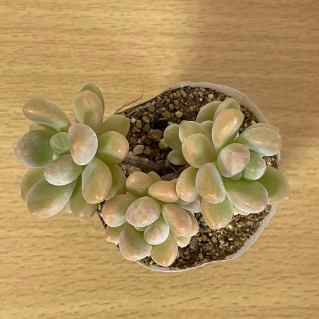 多肉植物　洛神　VERVEさん