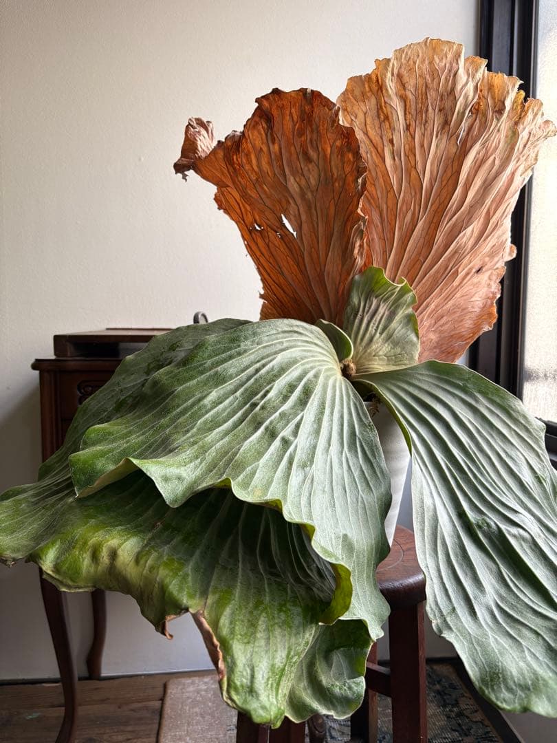 プラティセリウム エレファンティス ビカクシダ 6号鉢