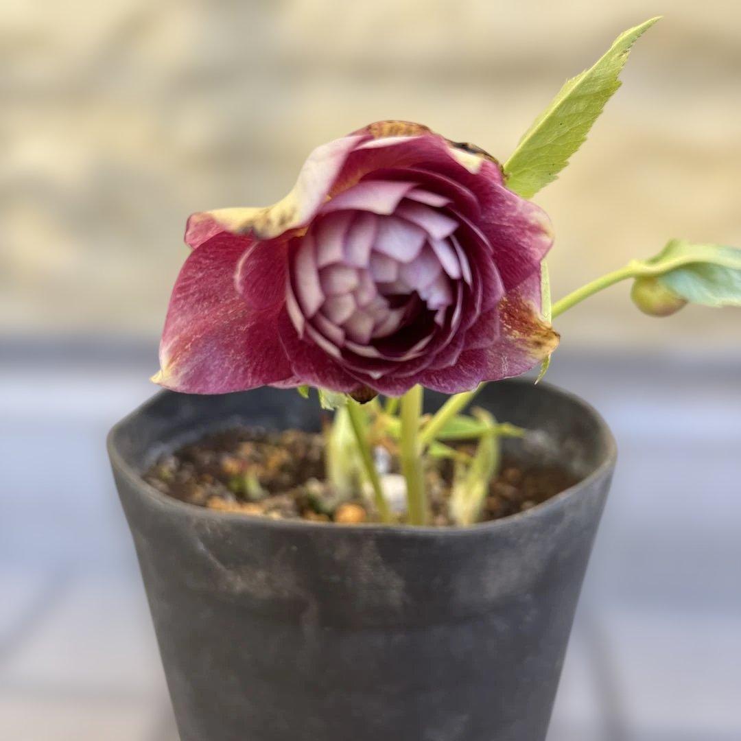 広瀬園芸　ピンクボカシオーレアバイカラー　クリスマスローズ　開花株　匿名発送