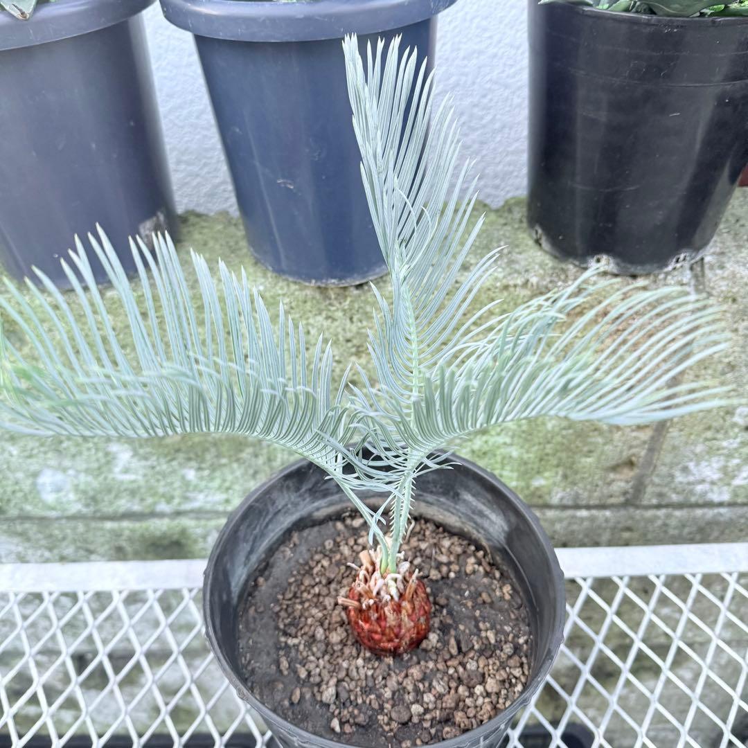 綺麗な赤肌 サイカス カイルンシアナサイズM+ 希少 観葉植物