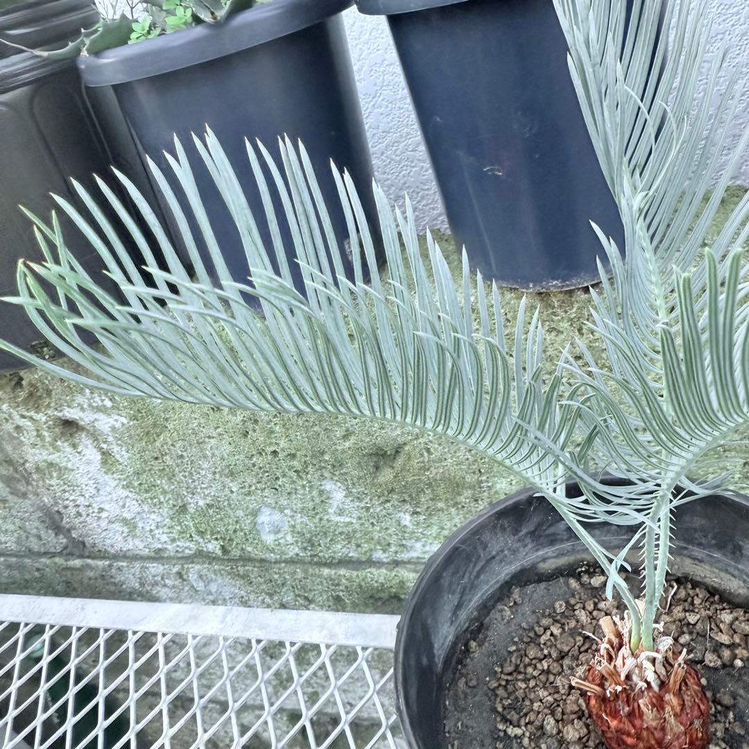 綺麗な赤肌 サイカス カイルンシアナサイズM+ 希少 観葉植物