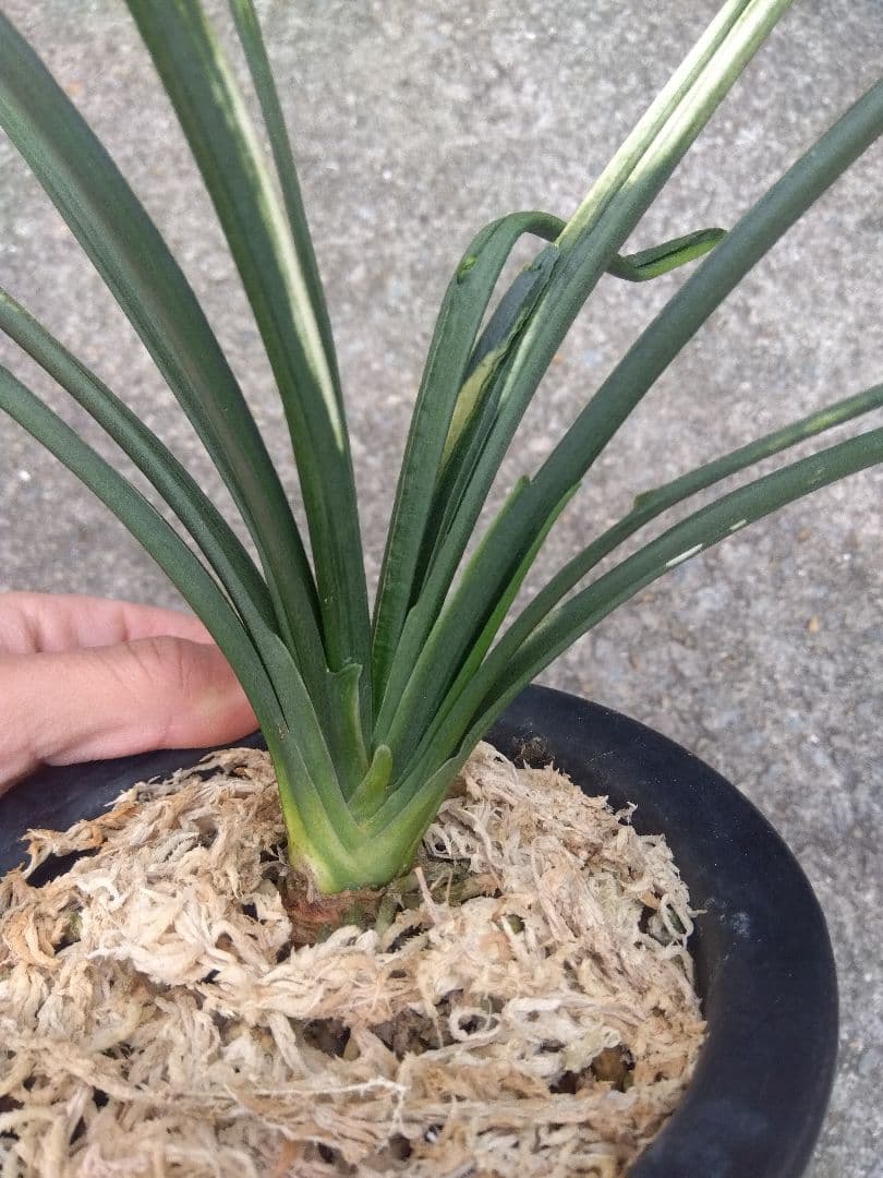 万年青　おもと　関白　斑入り　4号陶器鉢つき　⑥