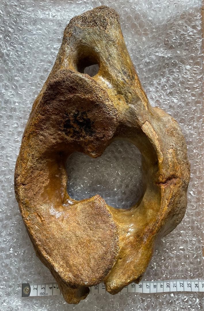 【期間限定セール】マンモスの環椎　化石　特大