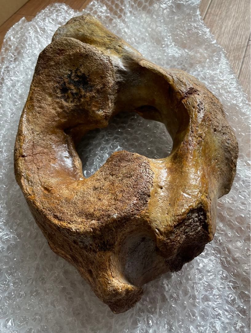 【期間限定セール】マンモスの環椎　化石　特大