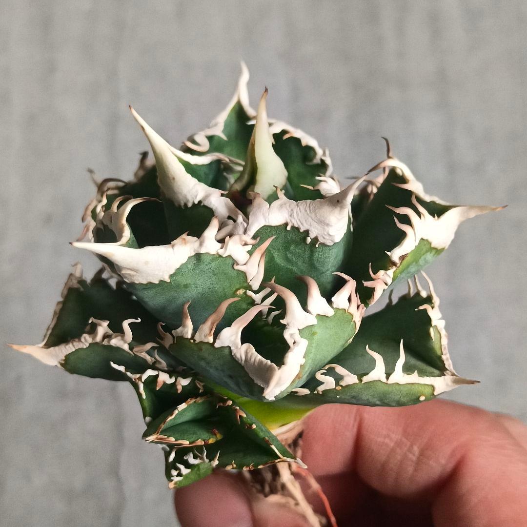 A032 特選 アガベチタノタ 大白鯊 強狂棘 極上白鋸歯 極上優良株 子株付