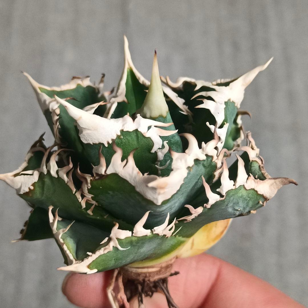 A032 特選 アガベチタノタ 大白鯊 強狂棘 極上白鋸歯 極上優良株 子株付
