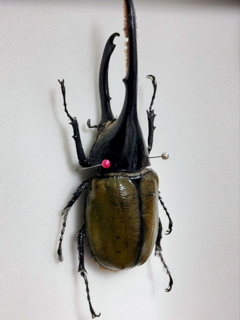 大型ヘラクレスリッキー標本（訳あり品）