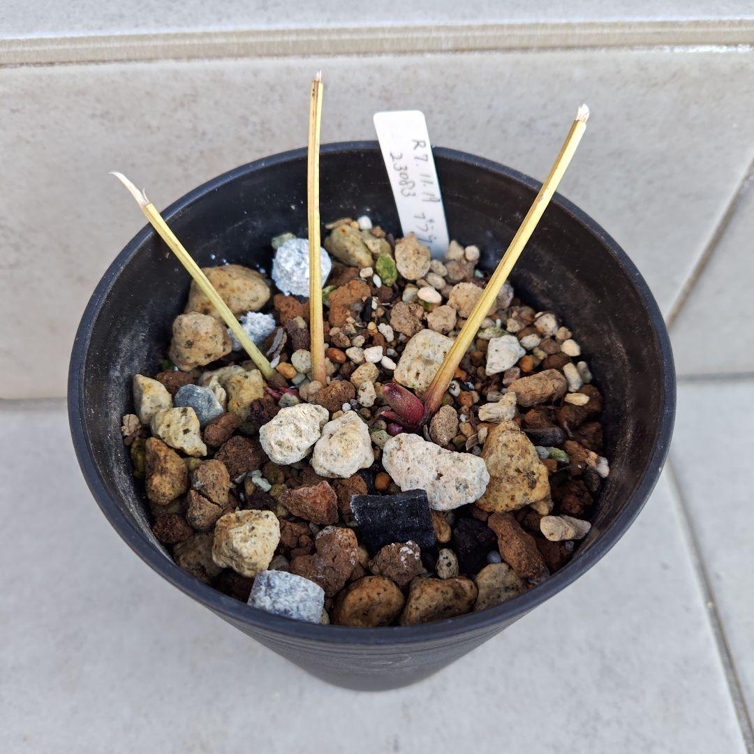 ぽ*た様 クリスマスローズ 大木ナーセリー ブラウン系ミスティーク 株分け