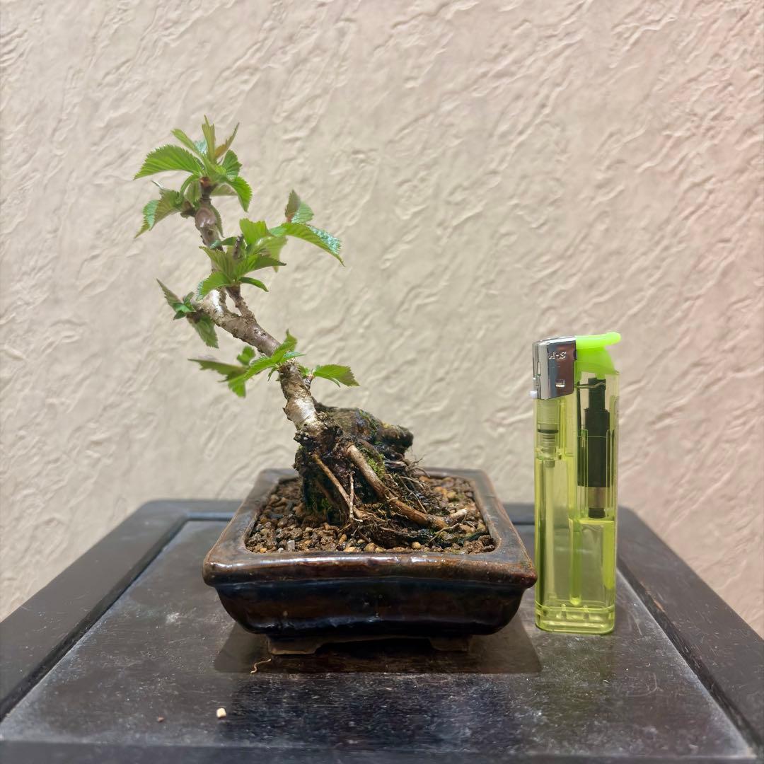 極太!!樹高13㎝　信濃寒桜　2季咲　小品盆栽　真柏　黒松　五葉松　梅　楓　薔薇