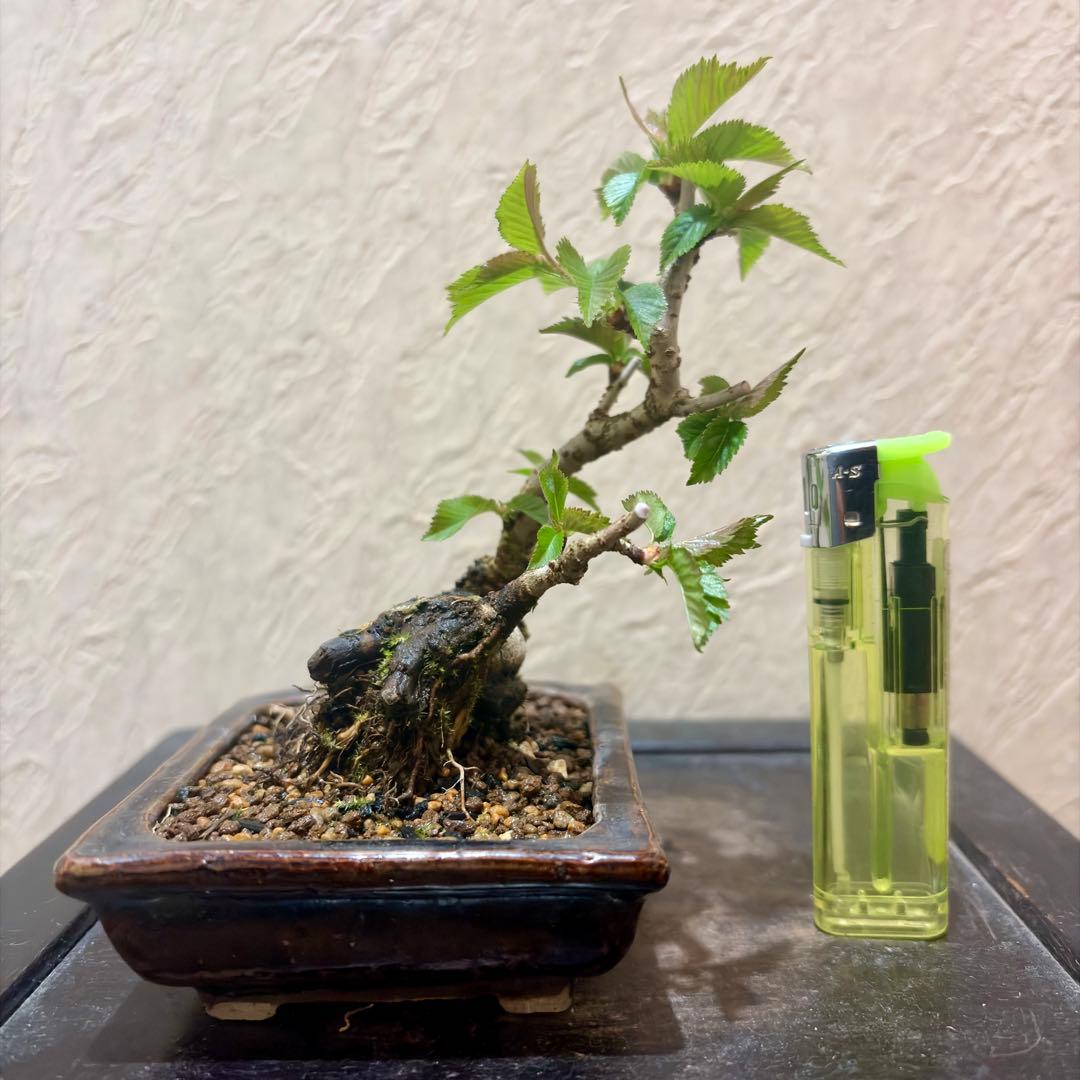 極太!!樹高13㎝　信濃寒桜　2季咲　小品盆栽　真柏　黒松　五葉松　梅　楓　薔薇