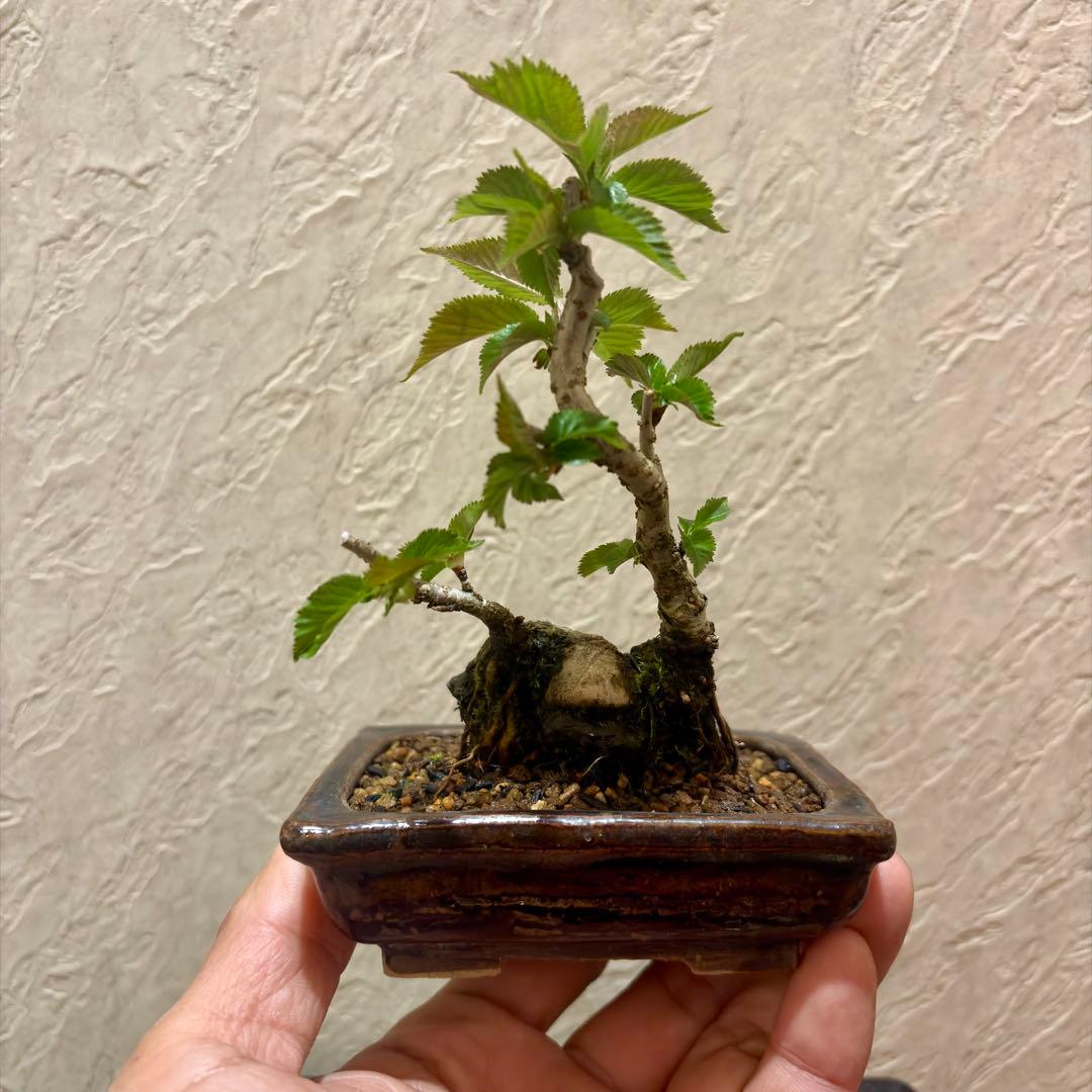 極太!!樹高13㎝　信濃寒桜　2季咲　小品盆栽　真柏　黒松　五葉松　梅　楓　薔薇