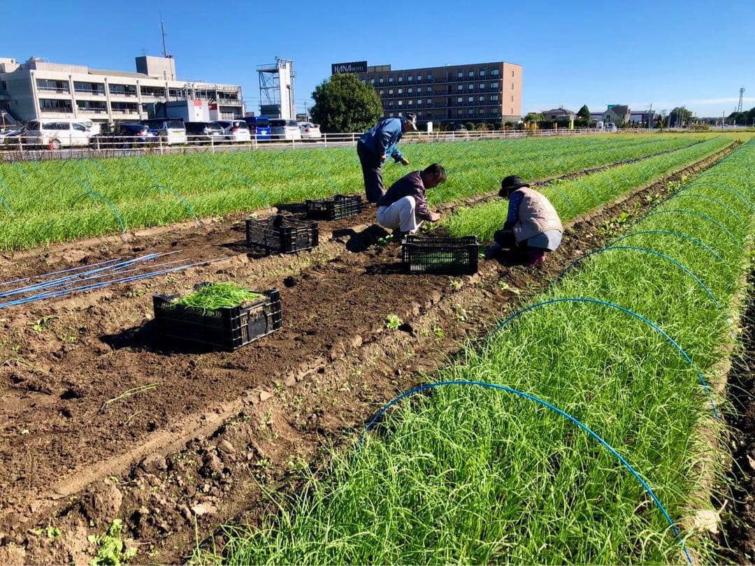 インプサン　七宝2000本