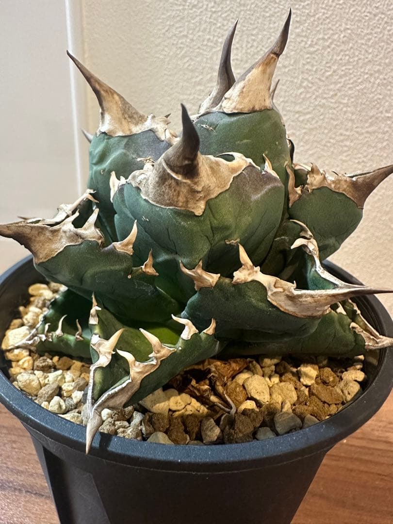 アガベ　ホワイトファイヤー　中株