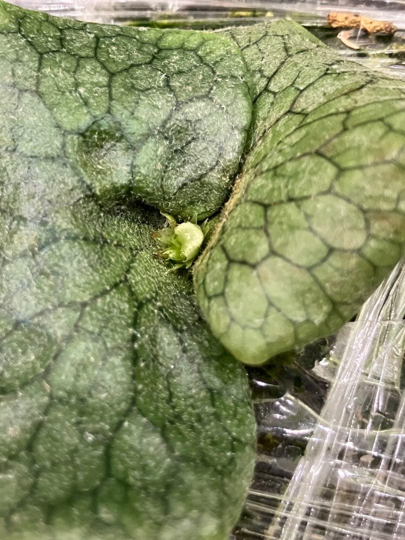 P.Superbum dwarf sporeling （葉っぱさん）