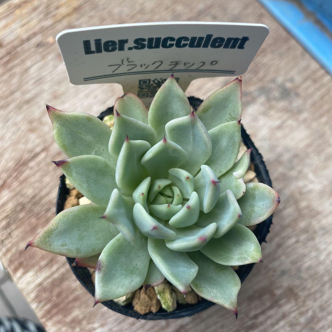 売却済み　　多肉植物 リエール苗　ブラックチップ