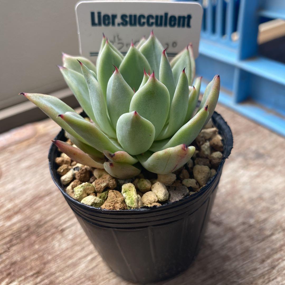 売却済み　　多肉植物 リエール苗　ブラックチップ