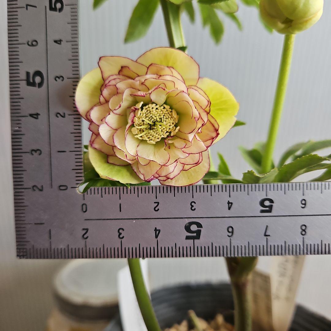 ㉖-303クリスマスローズ