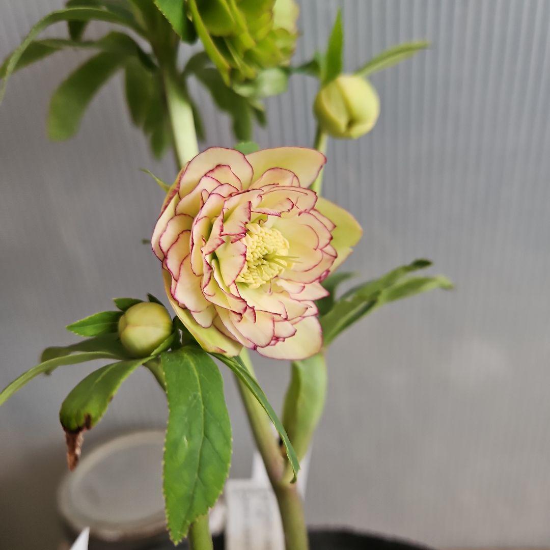 ㉖-303クリスマスローズ