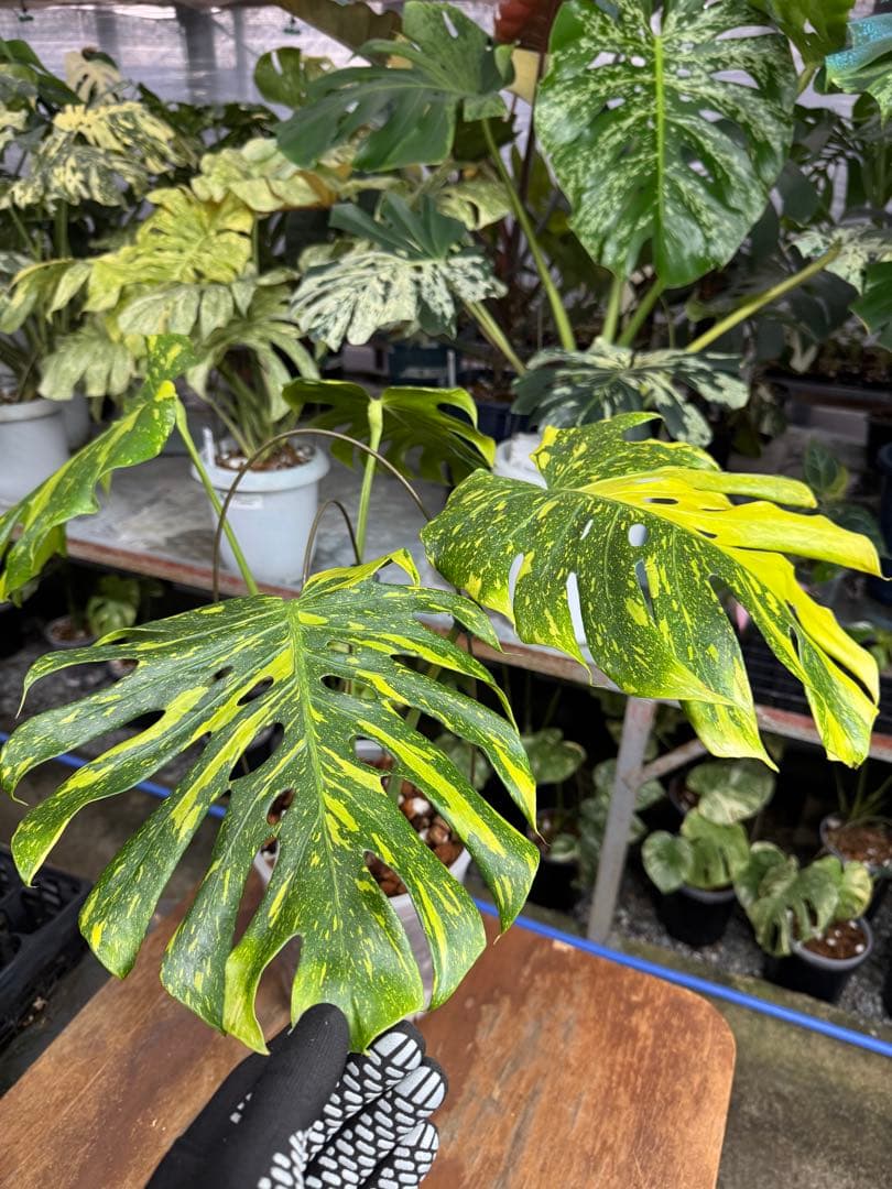 モンステラ　デリシオーサ　エレクトロライト