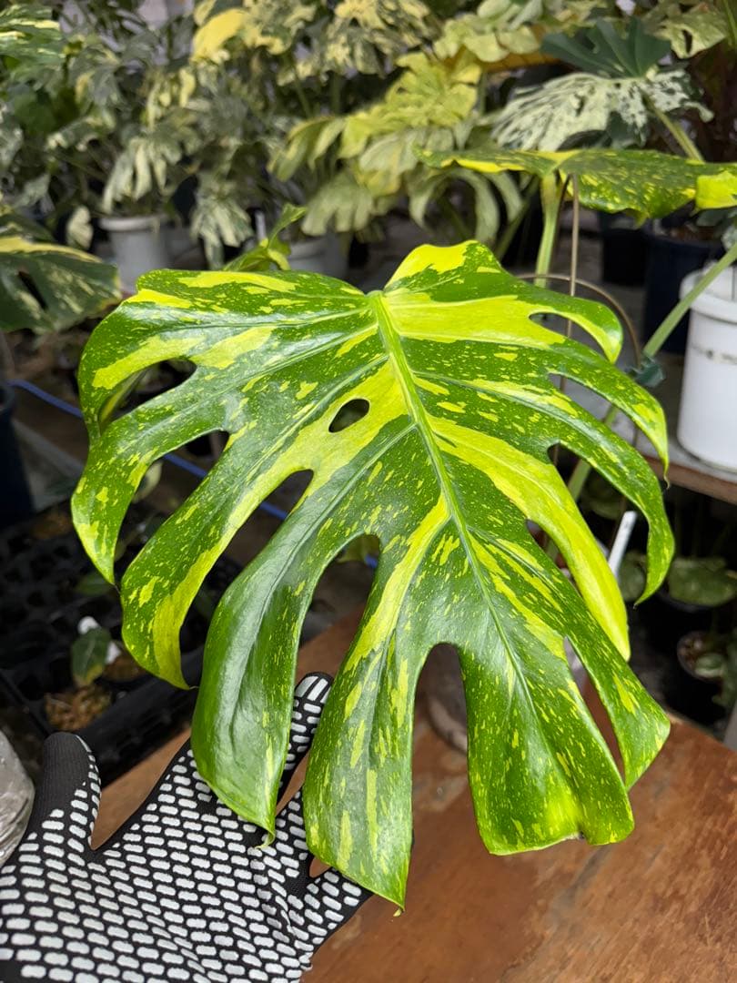 モンステラ　デリシオーサ　エレクトロライト