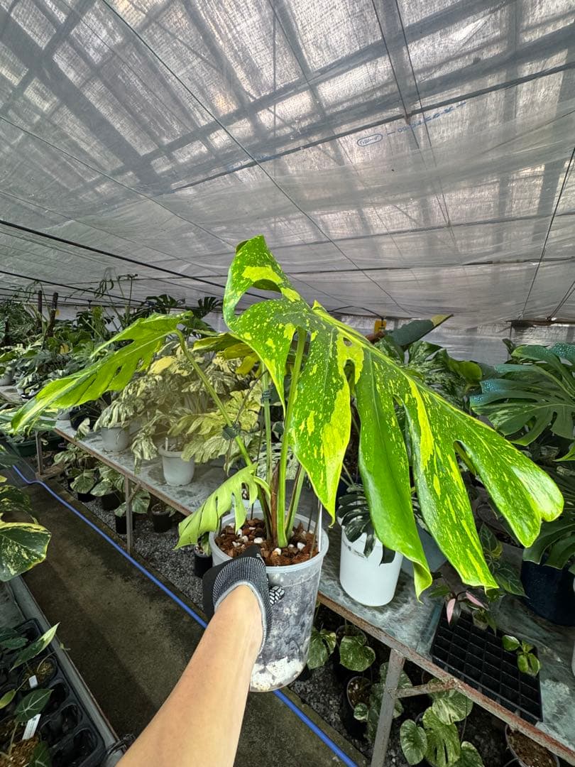 モンステラ　デリシオーサ　エレクトロライト