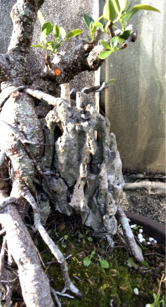 ガジュマル珊瑚石付き盆栽•持ち込み古い