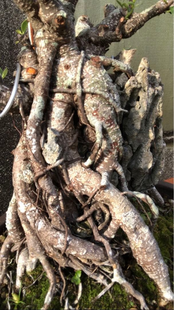 ガジュマル珊瑚石付き盆栽•持ち込み古い