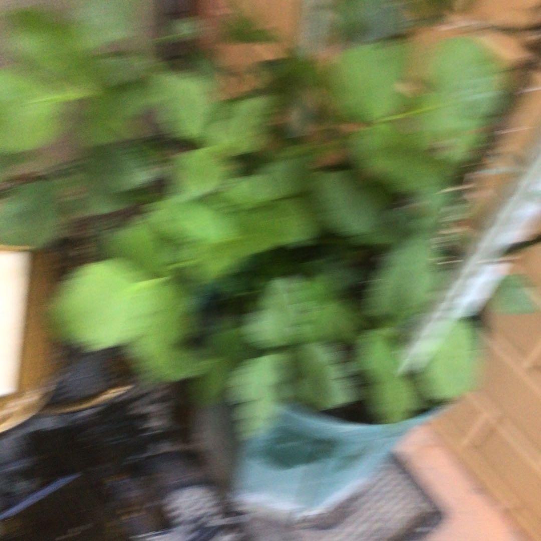 特価　限定1苗　バラ超超大苗　90cm 廃盤品種　ダリアのようなバラ