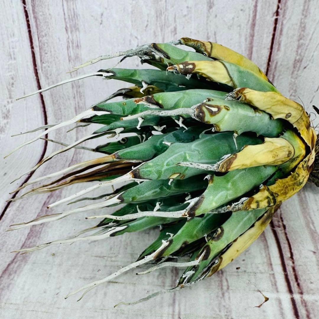 792 アガベ ユタエンシス エボリスピナ ロングスパイン 陽炎