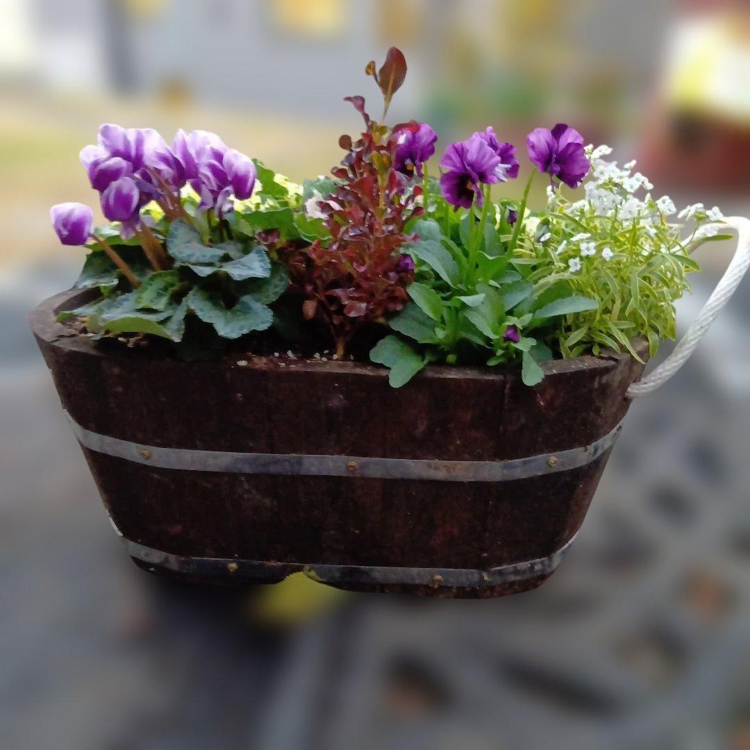葉牡丹　ビオラ　シクラメン 等　寄せ植え 直径約38cm楕円形ウッドプランター