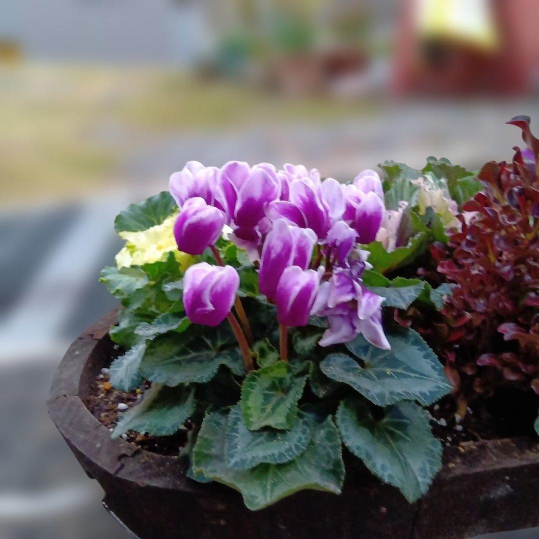 葉牡丹　ビオラ　シクラメン 等　寄せ植え 直径約38cm楕円形ウッドプランター