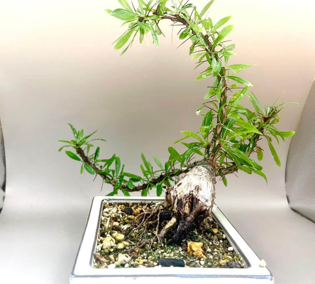 フォークイエリア　プルプシー　現地株　根上がり仕立て　塊根部約4cm 高さ約27