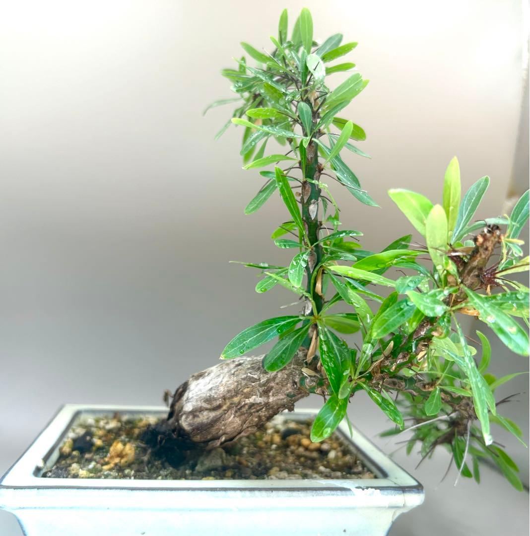 フォークイエリア　プルプシー　現地株　根上がり仕立て　塊根部約4cm 高さ約27