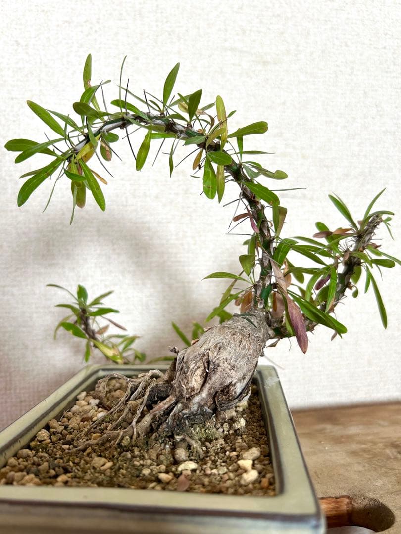 フォークイエリア　プルプシー　現地株　根上がり仕立て　塊根部約4cm 高さ約27