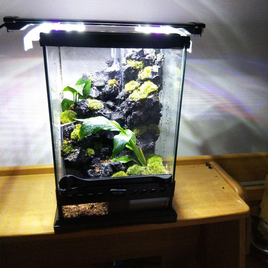 【受注生産】滝の流れるアクアテラリウム　テラリウム　苔　イモリウム