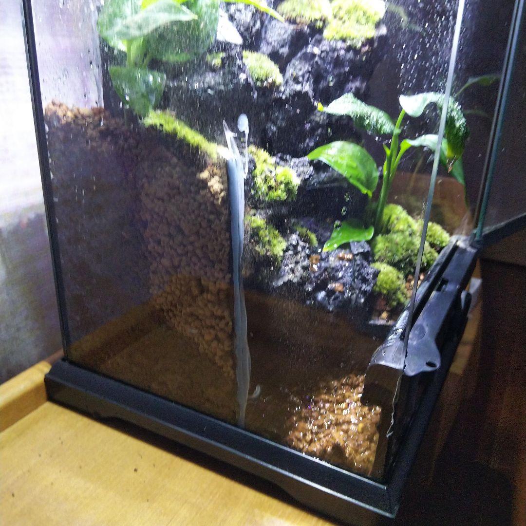 【受注生産】滝の流れるアクアテラリウム　テラリウム　苔　イモリウム