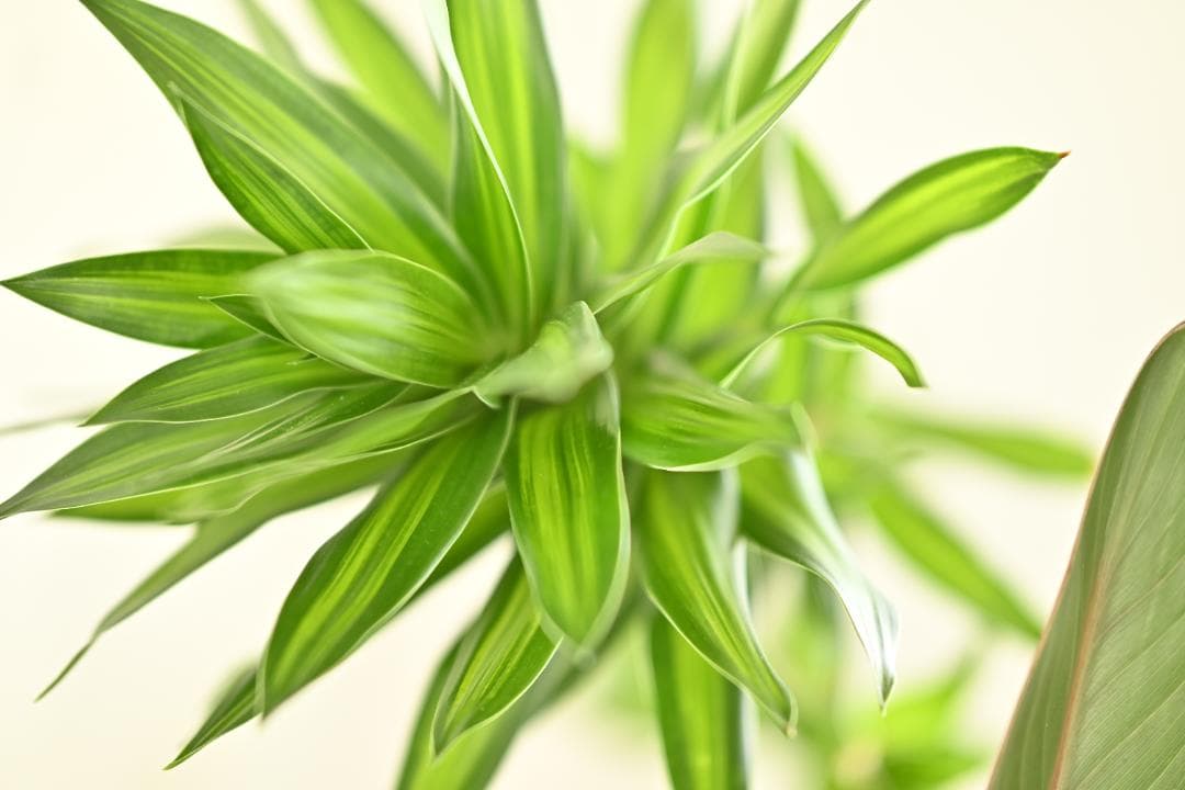 ニコン　Nikon AF-S 105mm F1.4E ED