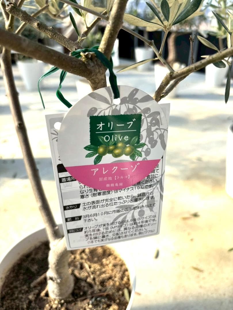 オリーブの木　アレクーゾ　8号　約110cm　K-319　現品掲載