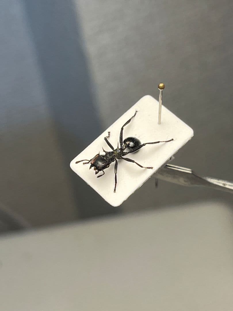 【9mm】ナベブタアリの一種 標本 クロオオアリグンタイアリ 標本 パラポネラ