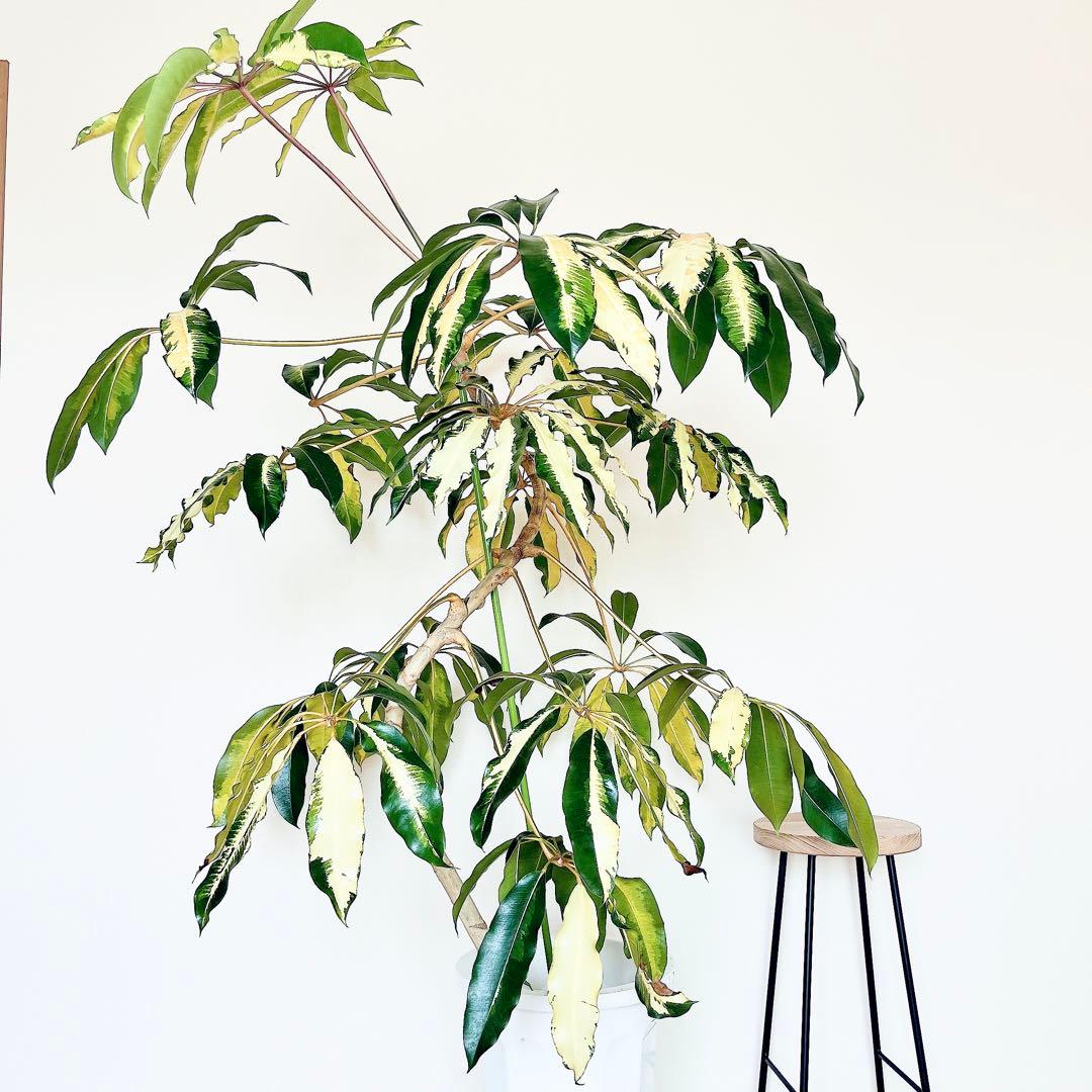 希少・斑入り｜ツピタンサス ゴールデンキング 10号 曲線美【立派な特大株】