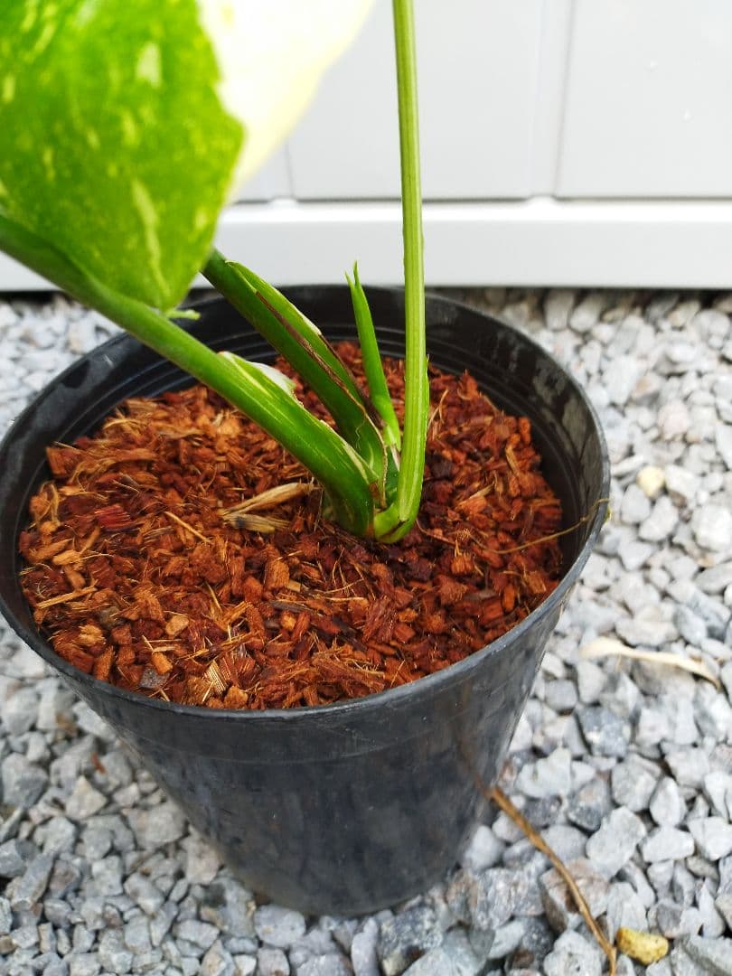 斑入りモンステラA10 タイコンデリシオーサ　鉢ごと発送