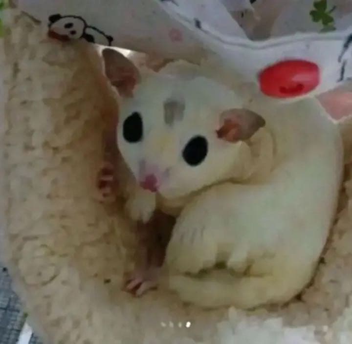 モモンガハウス（ひよ子のパン柄）  冬・春・秋仕様  ラビットボア   ポーチ