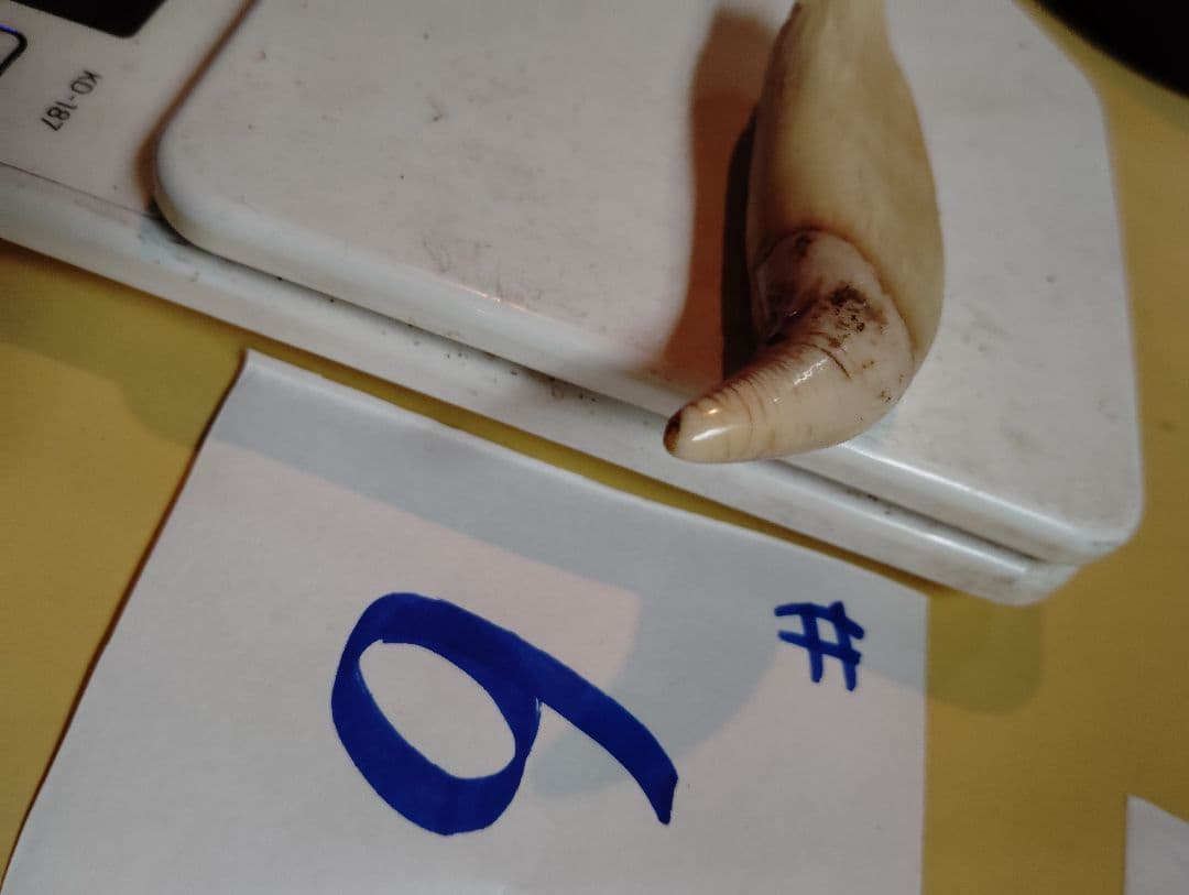 kubota 北海道紋別産 #1.5.6 合計3件