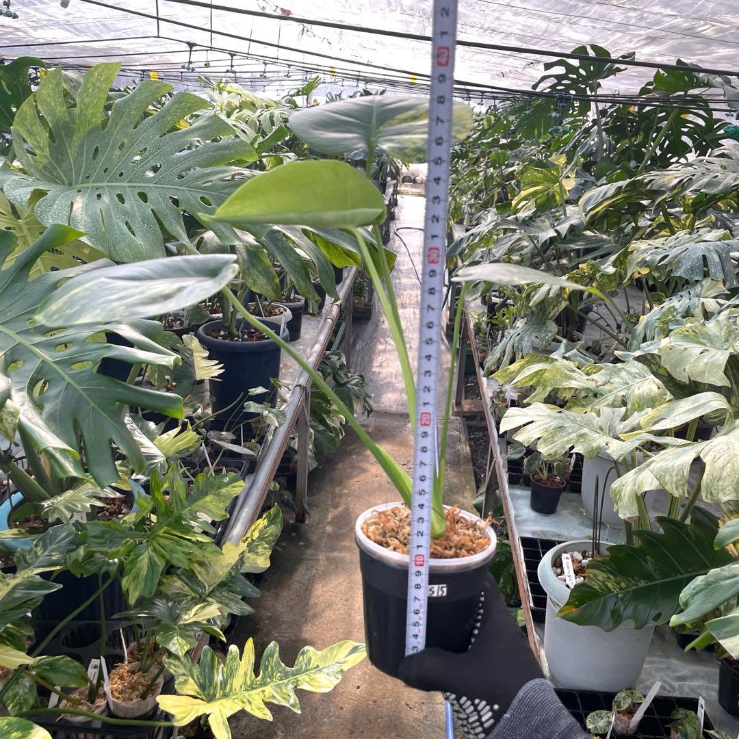 MS15 モンステラ　イエローマリリン　黄斑入り