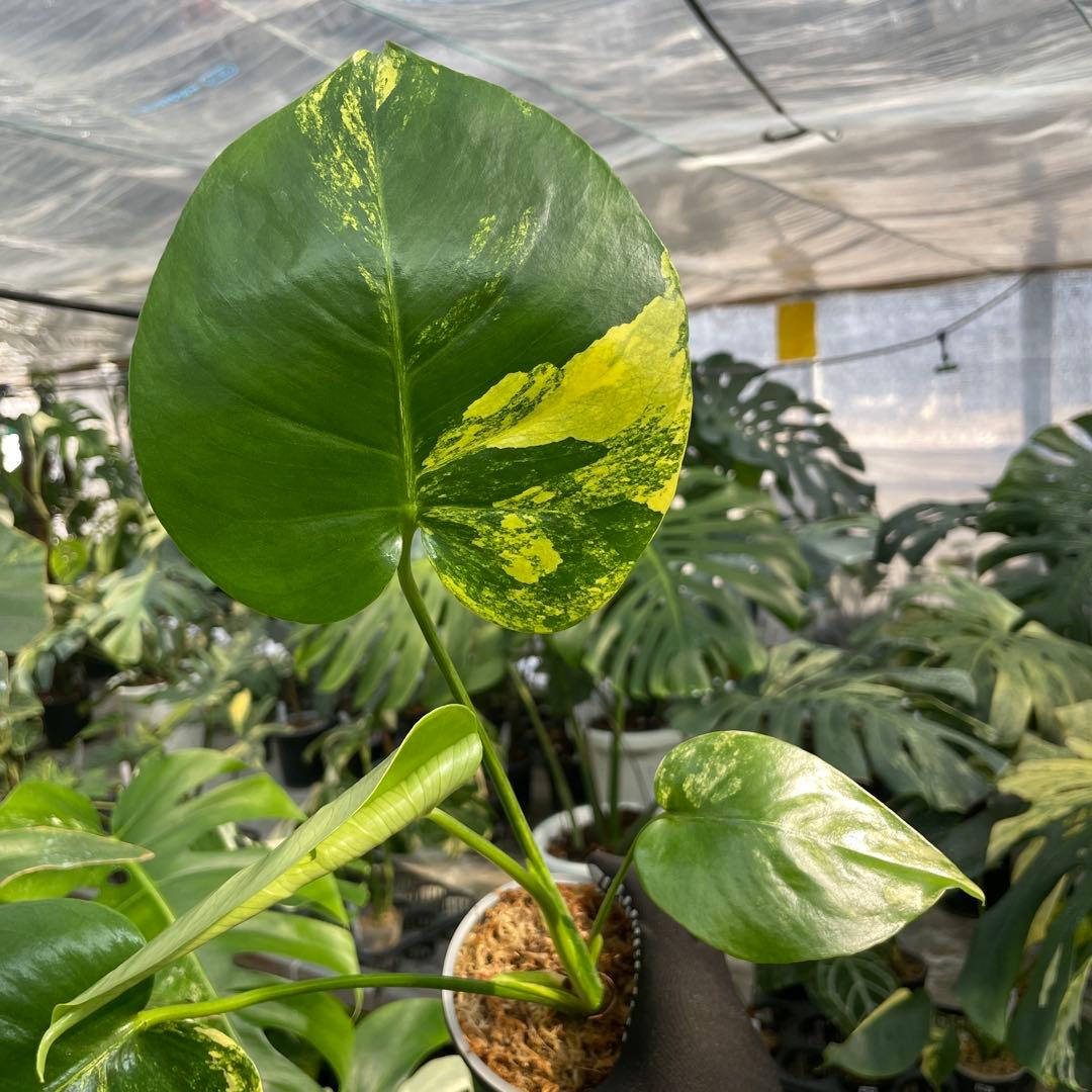 MS15 モンステラ　イエローマリリン　黄斑入り