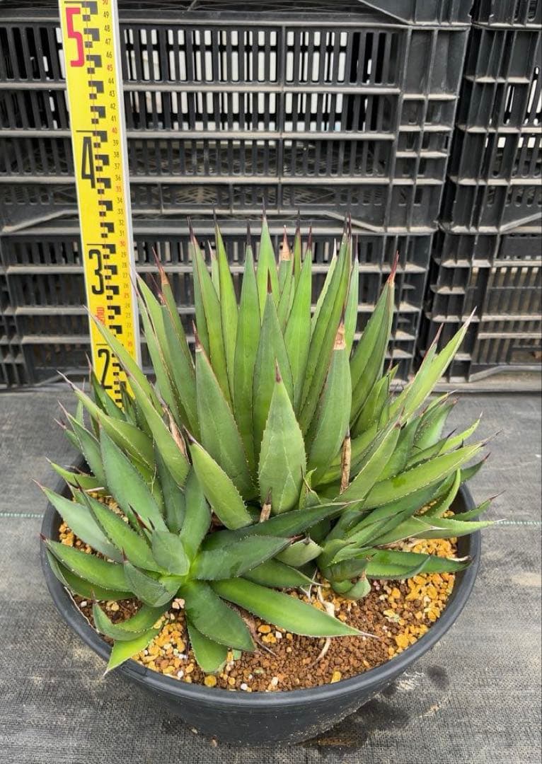 アガベ　ブルーグロー　大株群生　グリーングロー