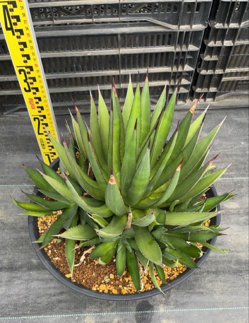 アガベ　ブルーグロー　大株群生　グリーングロー