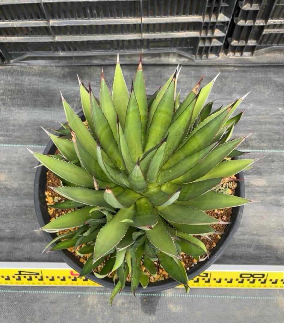 アガベ　ブルーグロー　大株群生　グリーングロー