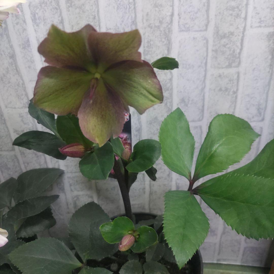 お買い得⭐️１３日入荷分⭐️クリスマスローズ⭐️氷の薔薇5号鉢⭐️5品種セット