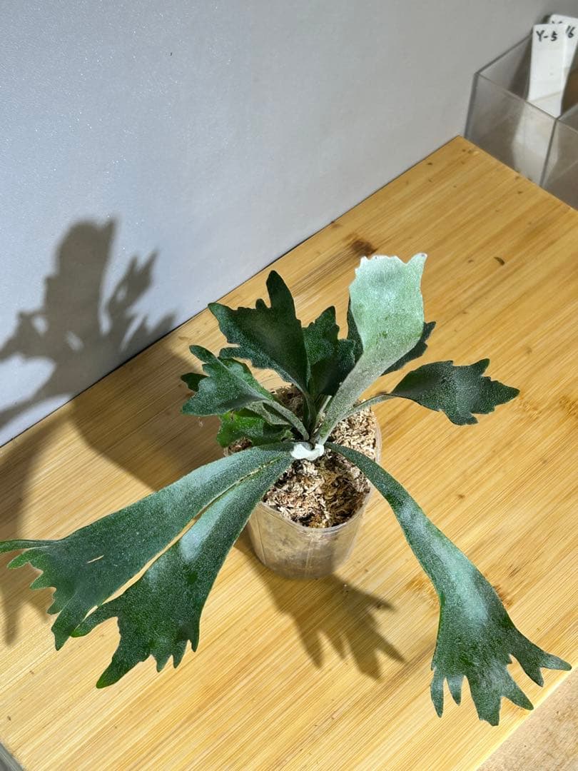 P. Spur(TC)【M-11】P. Jenny #1 (TC)【M-49】